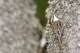 Image. Eurasian Treecreeper