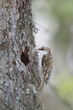 Image. Eurasian Treecreeper