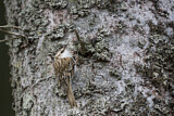 Image. Eurasian Treecreeper