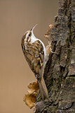 Image. Eurasian Treecreeper