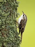 Image. Eurasian Treecreeper