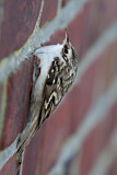 Image. Eurasian Treecreeper