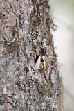 Image. Eurasian Treecreeper