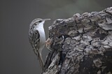 Image. Eurasian Treecreeper