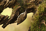 Image. Eurasian Treecreeper
