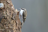 Image. Eurasian Treecreeper