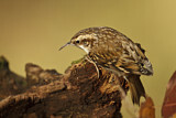 Image. Eurasian Treecreeper
