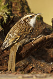 Image. Eurasian Treecreeper