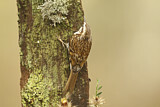 Image. Eurasian Treecreeper