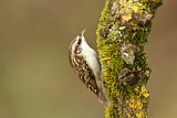 Image. Eurasian Treecreeper