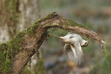 Image. Eurasian Treecreeper