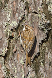 Image. Eurasian Treecreeper