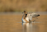 Image. Eurasian Wigeon