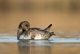 Image. Eurasian Wigeon