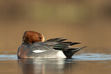 Image. Eurasian Wigeon