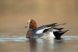 Image. Eurasian Wigeon