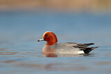 Image. Eurasian Wigeon