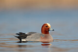 Image. Eurasian Wigeon