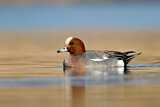 Image. Eurasian Wigeon
