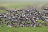 Image. Eurasian Wigeon