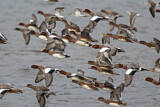 Image. Eurasian Wigeon