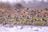 Image. Eurasian Wigeon
