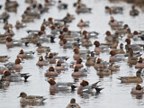 Image. Eurasian Wigeon