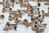 Image. Eurasian Wigeon