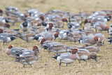 Image. Eurasian Wigeon