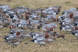 Image. Eurasian Wigeon