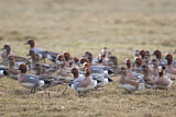 Image. Eurasian Wigeon