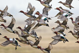 Image. Eurasian Wigeon
