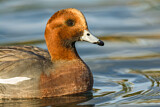 Image. Eurasian Wigeon
