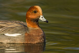 Image. Eurasian Wigeon