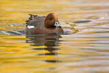 Image. Eurasian Wigeon
