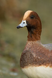Image. Eurasian Wigeon