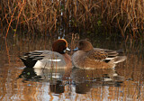 Image. Eurasian Wigeon