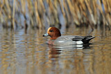 Image. Eurasian Wigeon