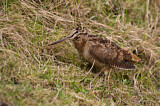 Image. Eurasian Woodcock