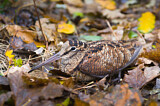 Image. Eurasian Woodcock