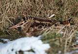 Image. Eurasian Woodcock