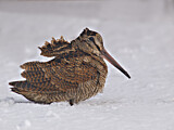 Image. Eurasian Woodcock