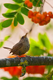 Image. Eurasian Wren