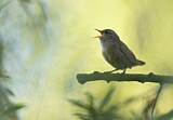 Image. Eurasian Wren