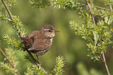 Image. Eurasian Wren