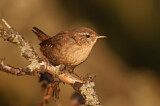 Image. Eurasian Wren