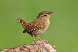 Image. Eurasian Wren