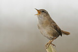 Image. Eurasian Wren