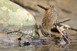 Image. Eurasian Wren