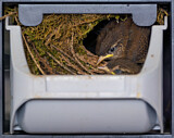 Image. Eurasian Wren